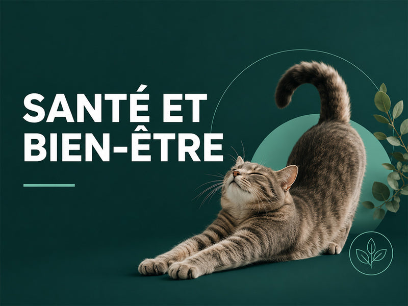 Santé et bien-être