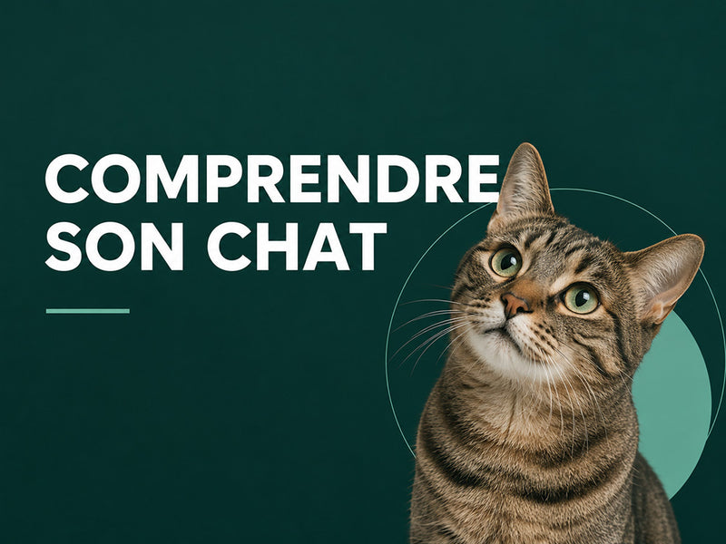 Comprendre son chat